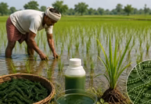 धान खेतीमा नील–हरित शैवाल प्रयोग बढ्दो, उत्पादन वृद्धि र लागत घटाउने अपेक्षा